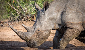 Rhinocéros blanc en Afrique du Sud. (Photo: Josef Senn, WSL) 