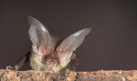 Brown Long-eared Bat. Photo: Stiftung Fledermausschutz 