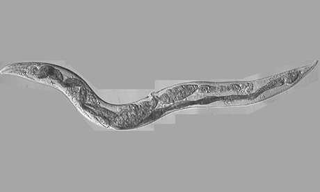 C. elegans Collin Ewald