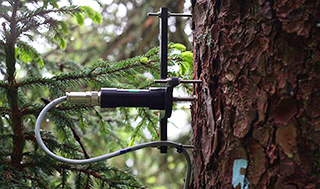 Point dendrometers mounted on tree stems continuously measure stem radii with a resolution of micrometers. The readings contain information about stem growth and tree water relations. (Photo: Roman Zweifel) 