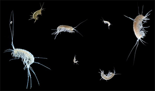 The species-rich amphipod genus Niphargus is only found underground, where it has survived all the ice ages. (Photos: Denis Copilaş-Ciocianu, Teo Delić) 