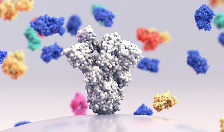 Broadly neutralizing monoclonal antibodies, binding antibodies that target multiple conserved sites on the spike (S) protein. (©iStockphoto) 
