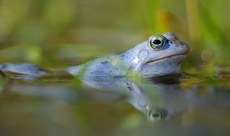 At present, freshwater biodiversity is declining at an unprecedented rate. (Photo: Solvin Zankl) 