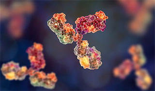 Antikörper werden als Medikamente eingesetzt. (Bild: Shutterstock) 