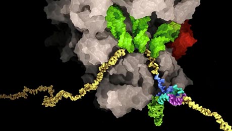  The RNA (yellow) of the SARS-​CoV-2 virus forms a pseudoknot structure (multicolored, bottom right) which leads to a shift in the reading frame of the ribosome (brown). In this way, the viral RNA controls the production levels of the viral proteins. (Graphic: Said Sannuga, Cellscape.co.uk / ETH Zürich, The Ban Lab) 