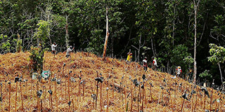  Reforestation projects are a well-​known facet of restoration, but ecological restoration takes many forms. (Photograph: Simeon Max, Restor AG) 