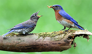 Climate change is causing aquatic insects to emerge earlier in the year. While this high quality food source might benefit early breeders, like the Eastern Bluebird, breeding earlier for insect-eating birds comes with an increased risk of experiencing potentially devastating cold spells while rearing their babies. (Photo: Steve Byland, istock) 