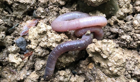 Earthworms play a central role in the ecosystem. However, the longer the dry spell, the fewer earthworms there are in the soil. (Photo: Marco Walser, WSL) 