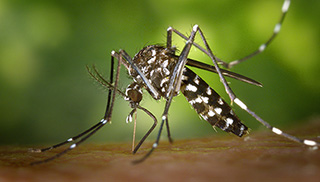 The Asian tiger mosquito (Aedes albopictus) is one of the few aquatic insect species that has been introduced and is invasive on several continents. Photo: James Gathany, CDC 