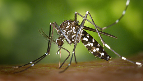 Die Asiatische Tigermücke (Aedes albopictus) ist eine der wenigen im Wasser lebenden Insektenarten, die in mehrere Kontinente eingeschleppt wurden und dort invasiv sind. Foto: James Gathany, CDC Die Asiatische Tigermücke (Aedes albopictus) ist eine der wenigen im Wasser lebenden Insektenarten, die in mehrere Kontinente eingeschleppt wurden und dort invasiv sind. Foto: James Gathany, CDC 