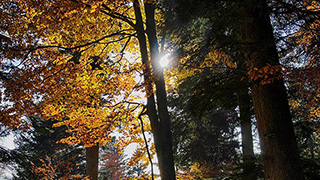 Herbstlich gefärbter Wald (Foto: WSL)