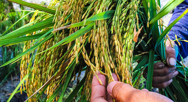 Sur l'île philippine d'Antique, plusieurs dizaines de tonnes de riz doré ont été récoltées pour la première fois cet automne. (Photo : Bureau d'information de la province d'Antique) 