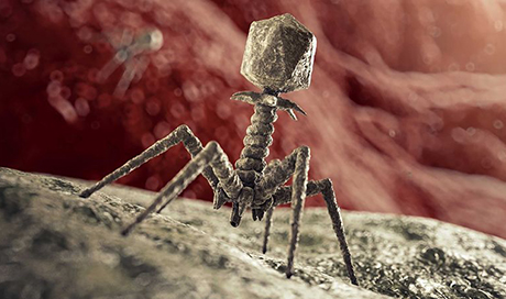 Bacteriophages (pictured) can destroy infectious bacteria in the urinary tract. Then a transplant of the microbiome of healthy people will be given to prevent further infections.  (Image: istock/ fpm) 