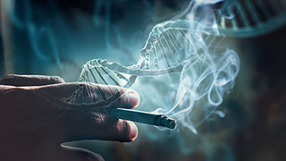  A component in tobacco smoke damages the DNA building block guanine. (Photograph/Visualisations: Adobe Stock / montage) 