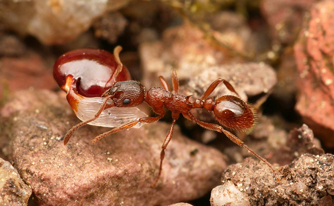  Une ouvrière de l'espèce de fourmi rouge Myrmica rubra porte une graine de corydale creuse (Corydalis cava). La dispersion des graines est l'une des multiples fonctions des fourmis dans les écosystèmes. (Photo/© : Philipp Hönle) 