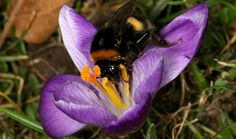 The buff-tailed bumblebee (Bombus terrestris) is widespread and occurs also commonly in settlements. (Photo: Beat Wermelinger, WSL) 
