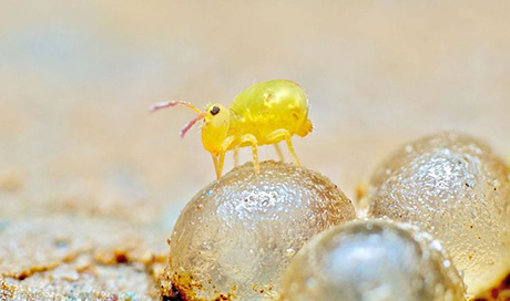 Typical ground dweller: The springtail Dicyrtomina minuta on snail eggs. (Photo: Andy Murray) 