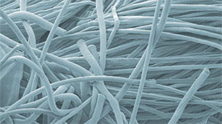 Pansement à base de cellulose vu au microscope électronique à balayage. Image : Empa