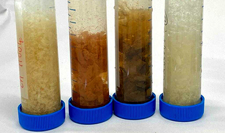 The biofilms from different shower hoses differ in colour and consistency, as well as in the microbial communities, which were examined through molecular analysis (Photo: Eawag, Frederik Hammes).  
