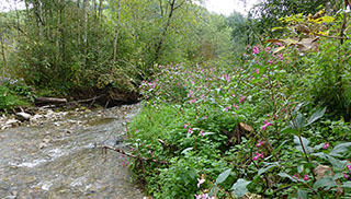 The Himalayan Balsam is a widespread invasive species in Switzerland that can also affect neighbouring aquatic ecosystems. (Photo: Florian Altermatt) 