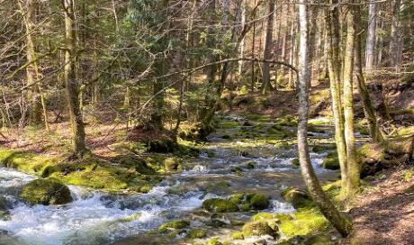 Not all Swiss streams are in a near-natural state like the Orbe in the Canton of Vaud. (Photo: Adobe Stock) 