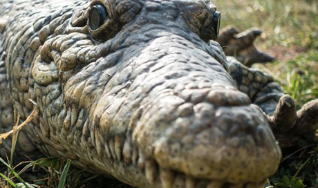 Krock robot resting on the grass © Tomislav Horvat and Kamilo Melo CC BY-SA 