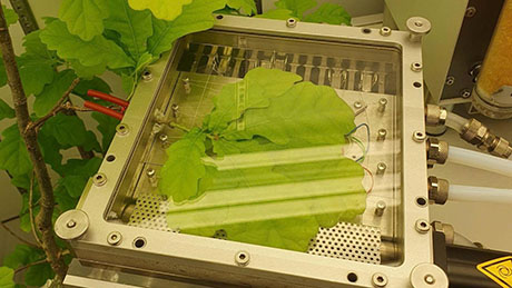 A shoot of sessile oak (*Quercus petraea*) is enclosed in a leaf gas exchange cuvette that measures gas exchange at leaf level. The cuvette controls light intensity, temperature, vapor pressure deficit (VPD) and CO₂ concentration. (Foto: Perez Wyss)