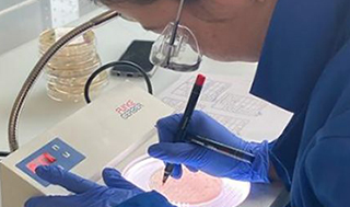 Eawag researcher Sheena Conforti determining the bacteria in the analysed wastewater samples. (Photo: Eawag, Melissa Pitton) 