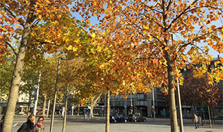 Die Bäume auf dem Opernhausplatz in Zürich sind im Baumkataster eingetragen. Es sind nicht-einheimische Rot-Eichen (Quercus rubra) und Dornenlose Gleditschien (Gleditsia triacanthos f. inermis), beides nordamerikanische Arten. (Foto: Peter Longatti) 