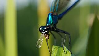 Gebänderte Prachtlibelle, Männchen (lat. Calopteryx splendens) mit ihrer Beute (Foto: Maja Ilić). 