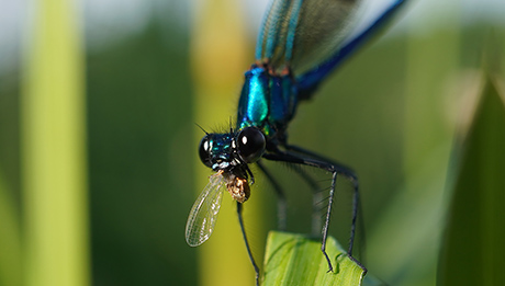 Gebänderte Prachtlibelle, Männchen (lat. Calopteryx splendens) mit ihrer Beute (Foto: Maja Ilić). 