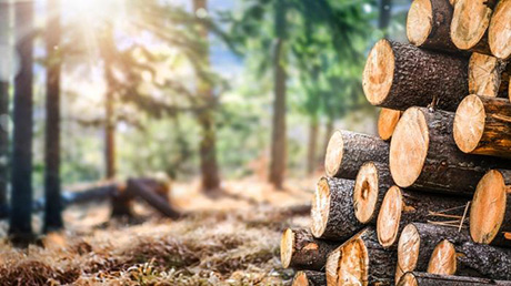 Switzerland still has considerable potential when it comes to sustainable use of wood. Image: Adobe Stock 