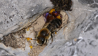 L’abeille sauvage, Hoplitis villosa, capturée dans un chablis de Vivian. (Photo: Beat Wermelinger) 