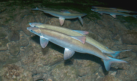 Felchenpaar (C. lavaretus) laicht in Ufernähe im Lac d’Aiguebelette (Foto: Alamy). 