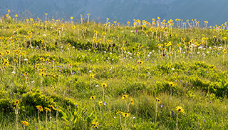 Le changement climatique modifie les communautés végétales comme c’est le cas pour cette prairie de montagne. (Photo : Michael Zehnder / SLF) 