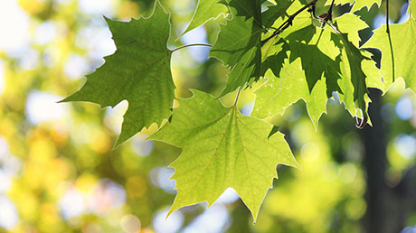  A test was carried out on eight plane trees. © srdjan111 / iStock Photos 