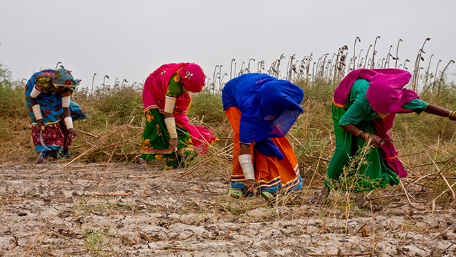 Women working in the field